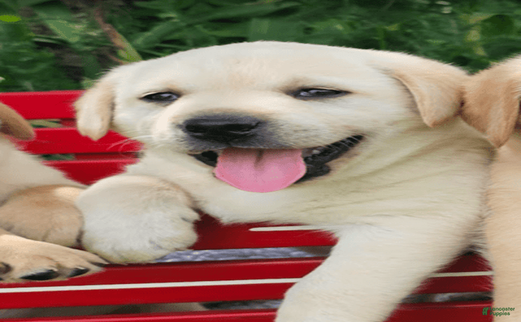 Labrador Retriever dogs for sale - Ad 1