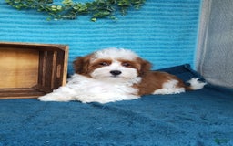 Havanese dogs for sale: Chase - Image 8