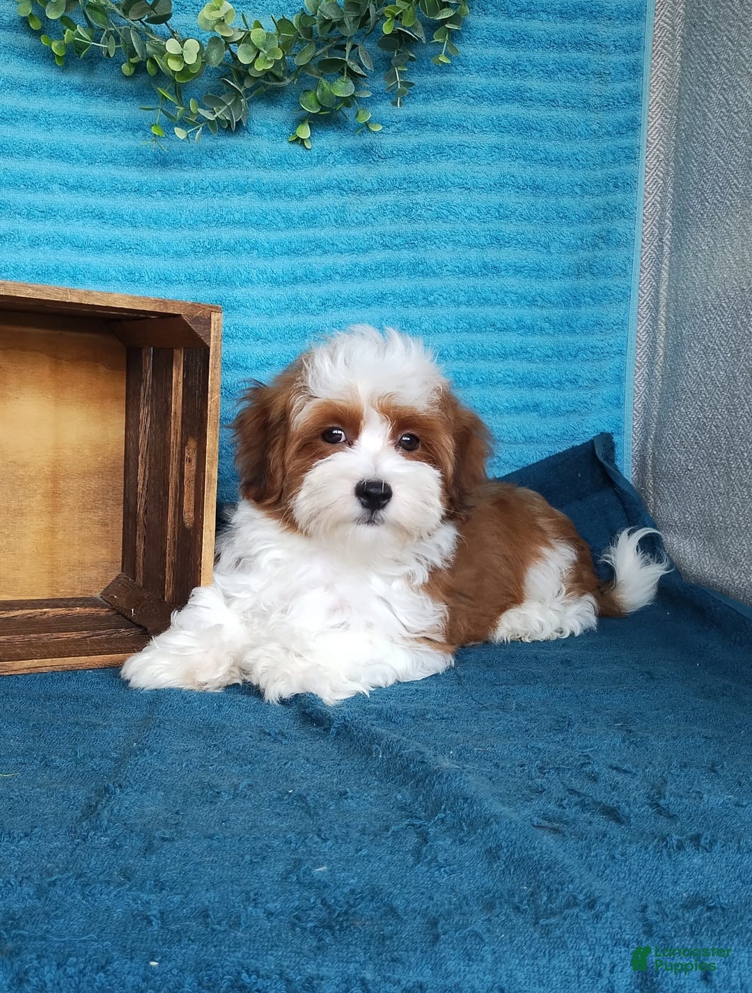 Havanese dogs for sale: Chase - Image 8