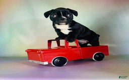 Frenchton dogs for sale: Cora Dna Clear - Image 6