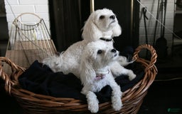 Maltipoo dogs for sale: Cee Cee - Image 6