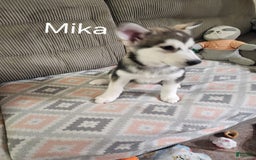Alaskan Malamute dogs for sale: Mika - Image 1
