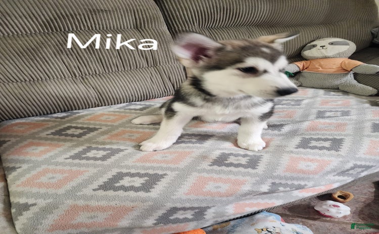 Alaskan Malamute dogs for sale - Ad 5