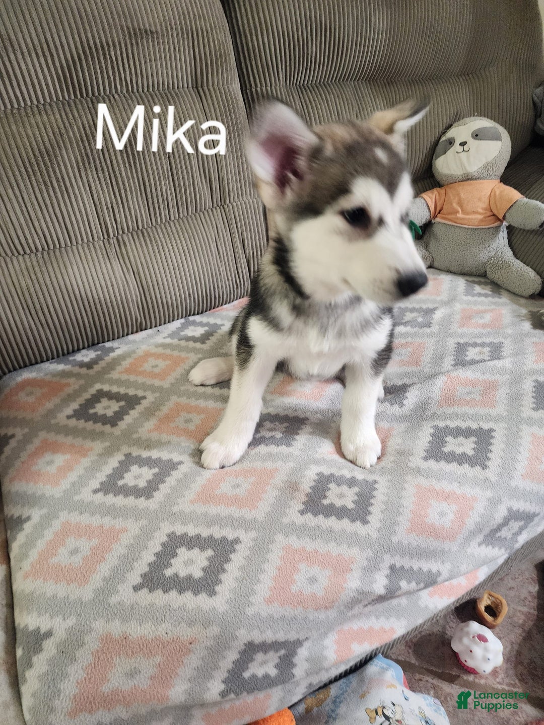 Alaskan Malamute dogs for sale: Mika - Image 1