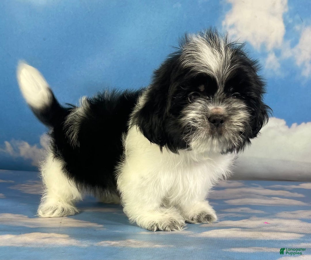 Shih Tzu dogs for sale: Oreo Aca - Image 3
