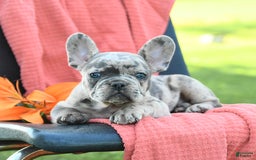 French Bulldog dogs for sale: Josie - Image 7
