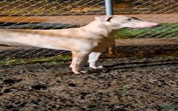 Doberman Pinscher dogs for sale: Hurk - Image 6