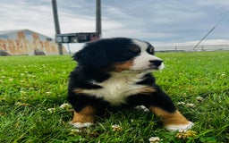 Bernese Mountain Dog dogs for sale: Meghan - Image 9