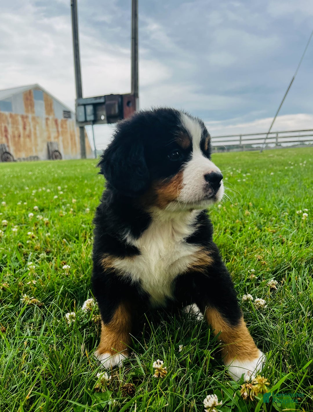 Bernese Mountain Dog dogs for sale: Meghan - Image 9