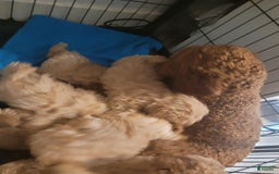 Maltipoo dogs for sale: Denise - Image 4