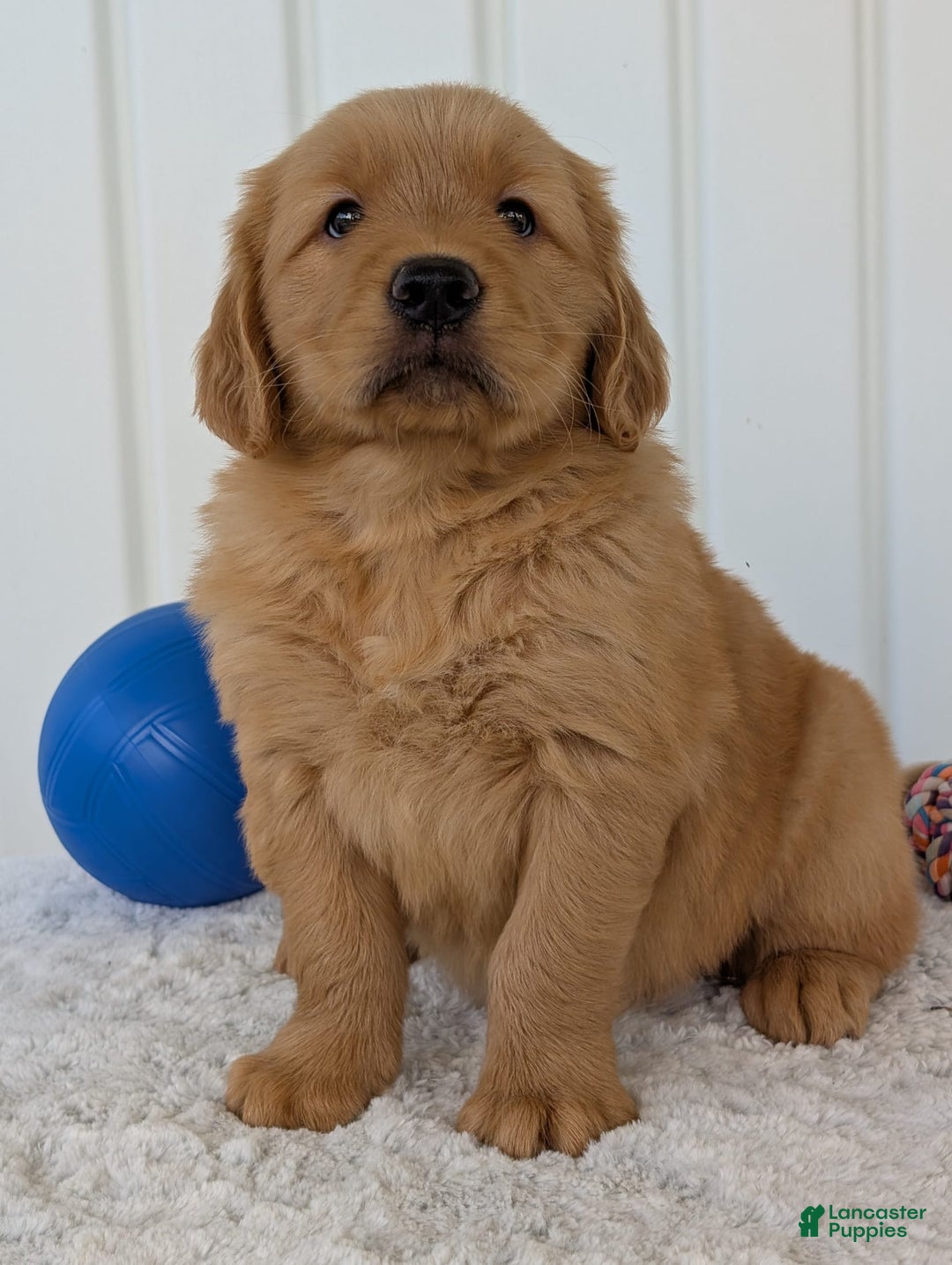 Golden Retriever dogs for sale: Brady - Image 7