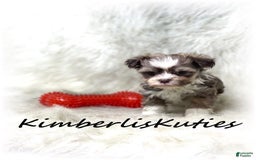 Maltipoo dogs for sale: Little Miles - Image 2