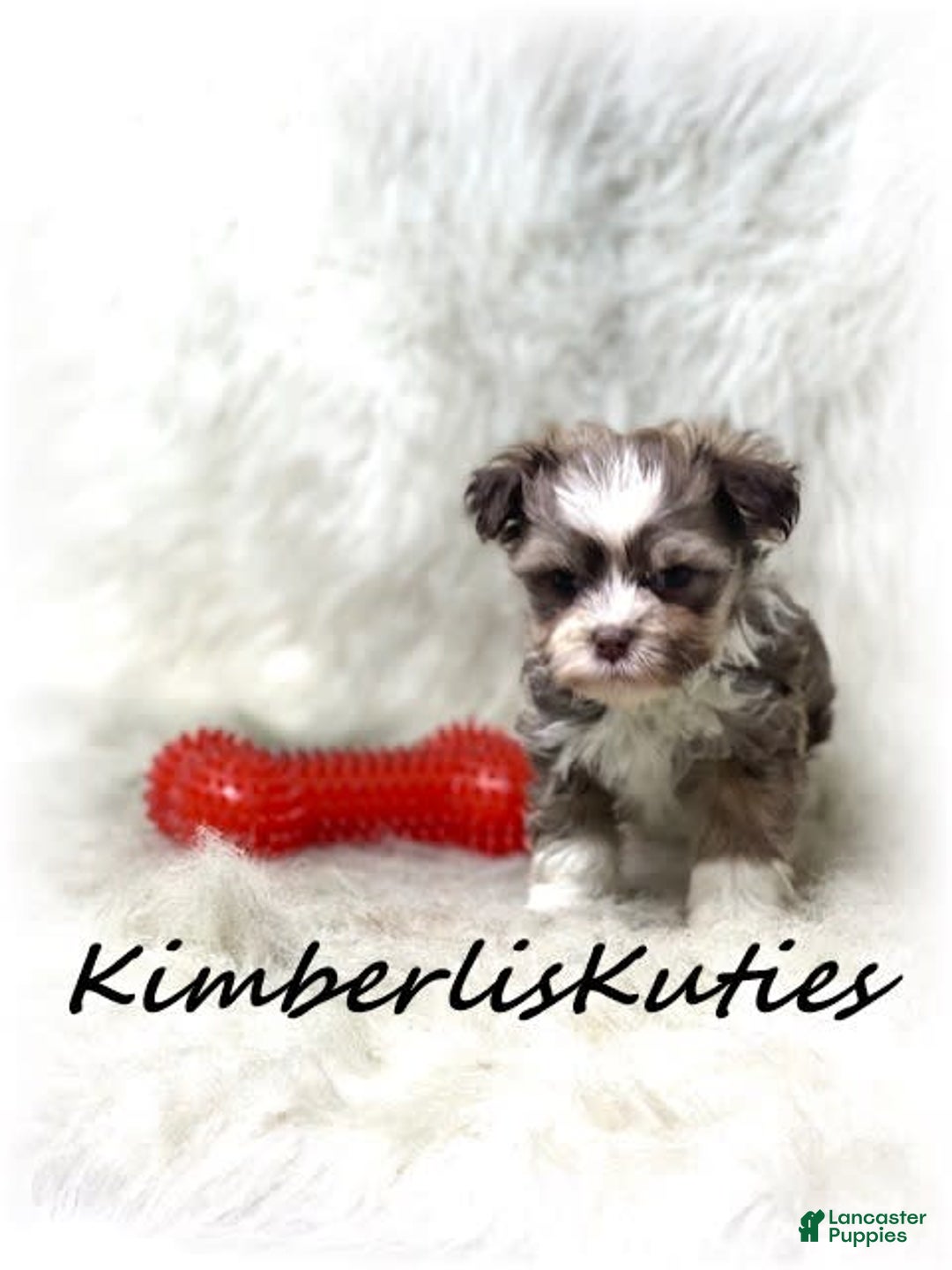Maltipoo dogs for sale: Little Miles - Image 2