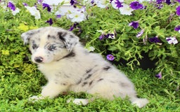 Australian Shepherd dogs for sale: Rex - Image 3