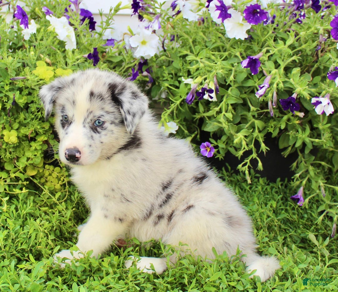 Australian Shepherd dogs for sale: Rex - Image 3