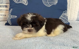 Miniature Schnauzer dogs for sale: Fancy Male 3 Akc Liver Parti - Image 5