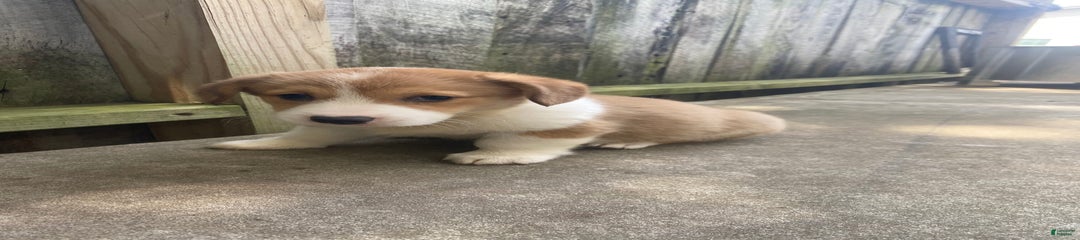 Archie