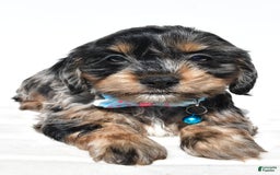 Cockapoo dogs for sale: Will - Image 1