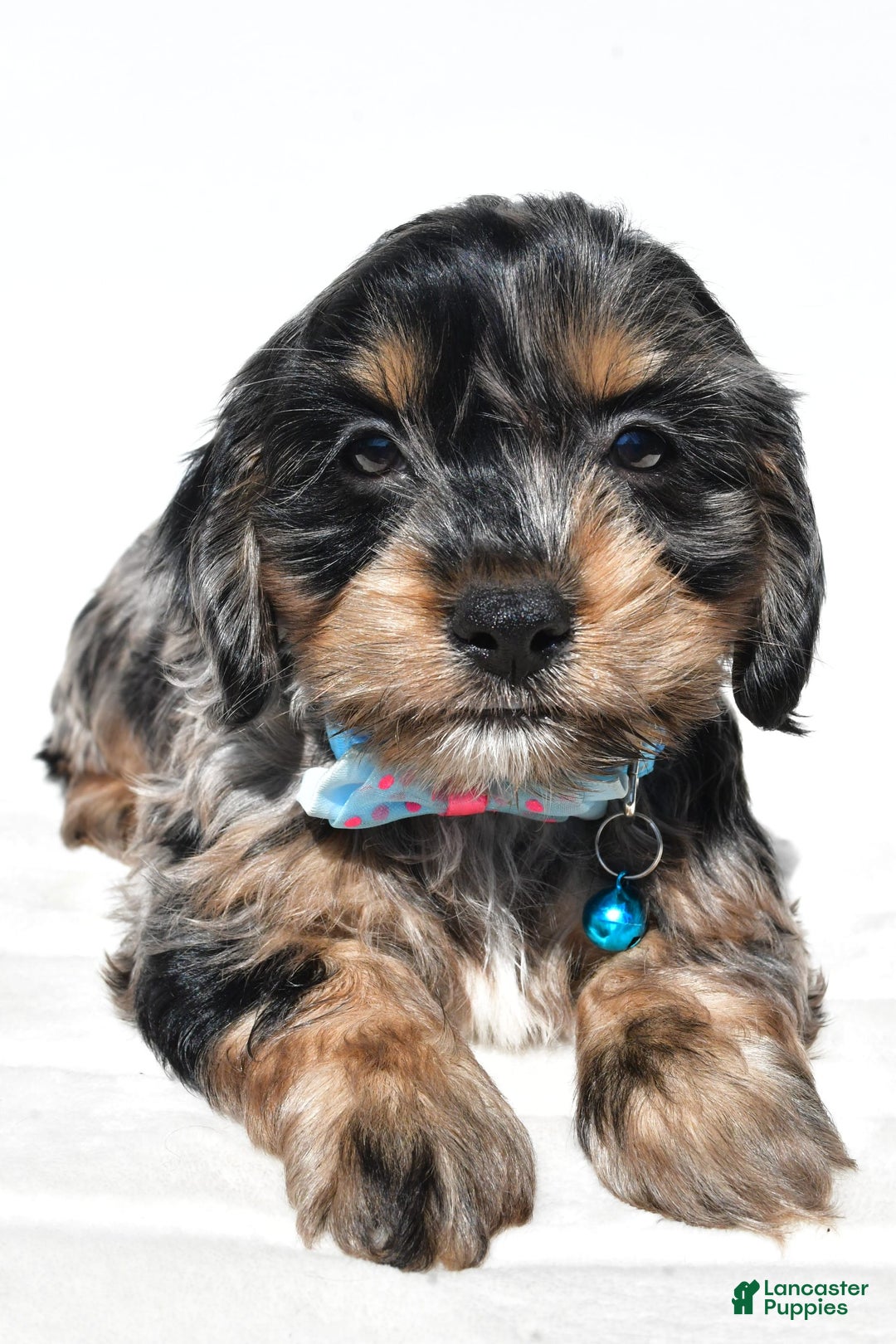 Cockapoo dogs for sale: Will - Image 1