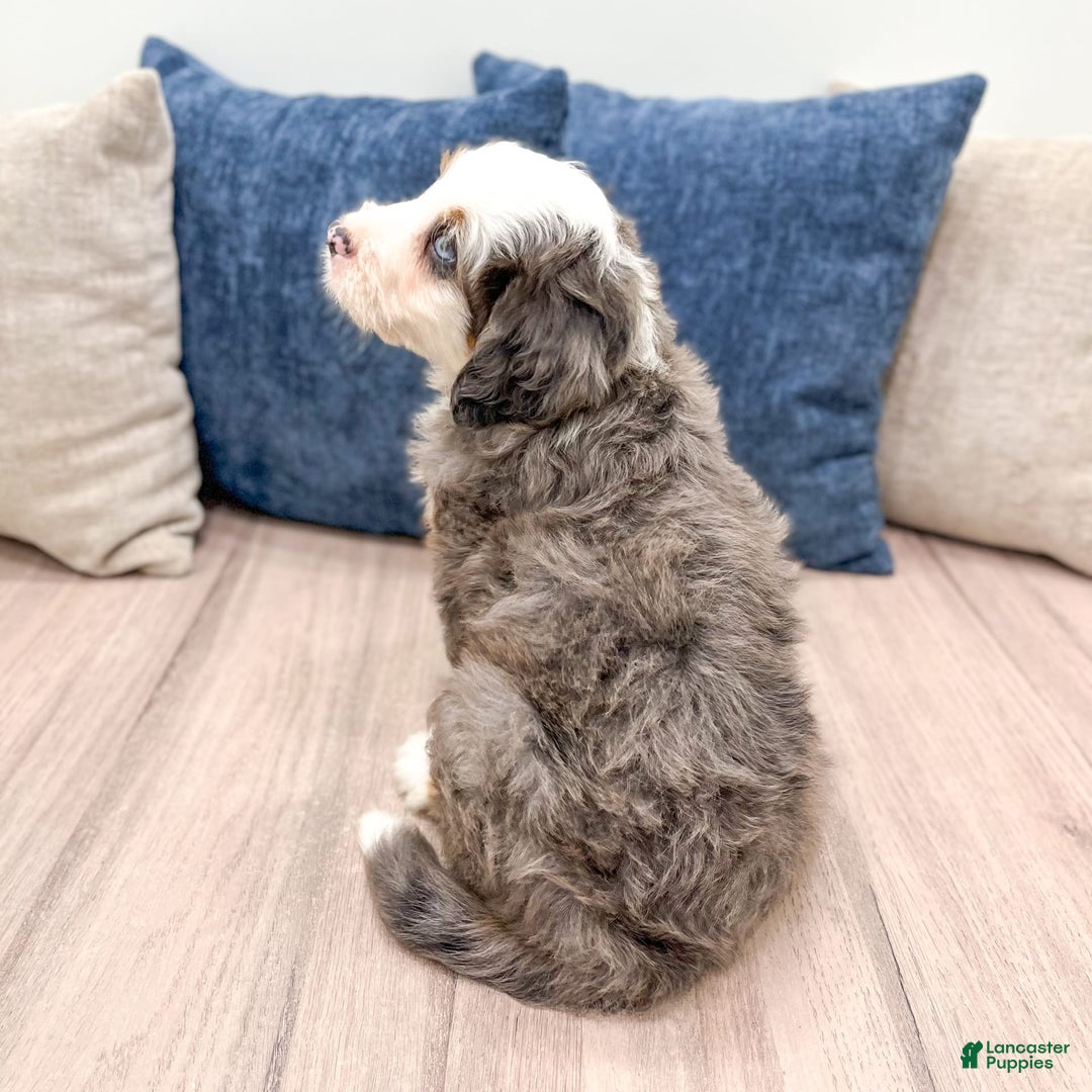Mini Bernedoodle dogs for sale: Axle - Image 4