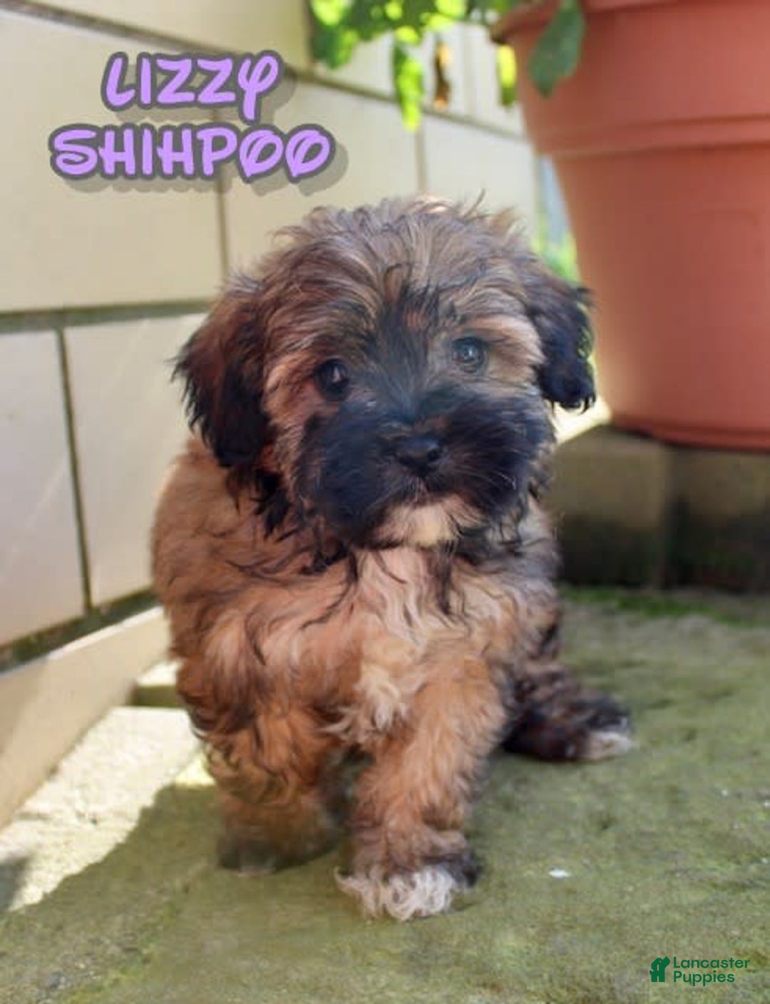 Shihpoo dogs for sale: Lizzy - Image 4
