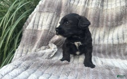Schnoodle dogs for sale: Raleigh - Image 3