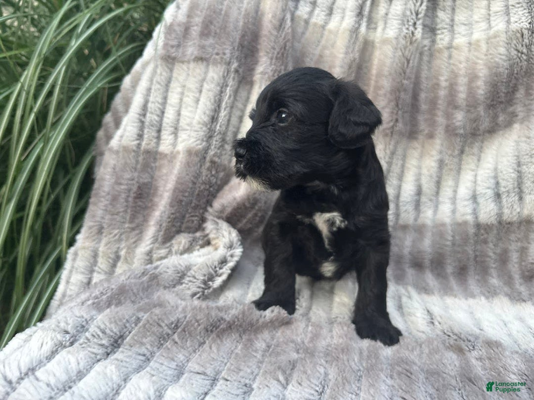 Schnoodle dogs for sale: Raleigh - Image 3