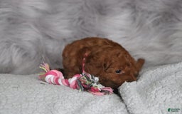 Mini Goldendoodle dogs for sale: Cinnamon - Image 6