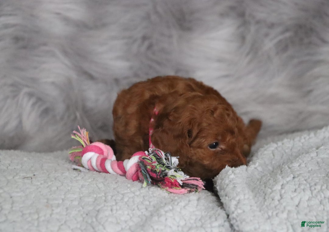 Mini Goldendoodle dogs for sale: Cinnamon - Image 6