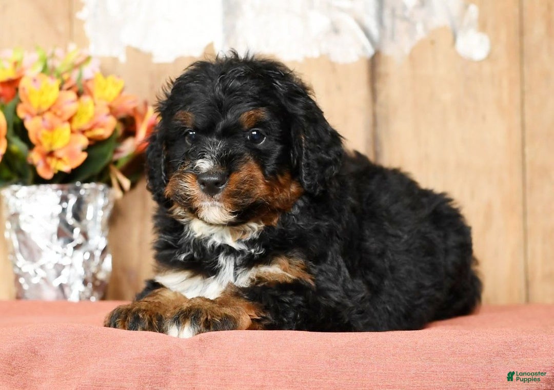 Mini Bernedoodle dogs for sale: Tate - Image 1