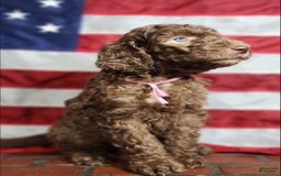 Goldendoodle dogs for sale: Stella - Image 2