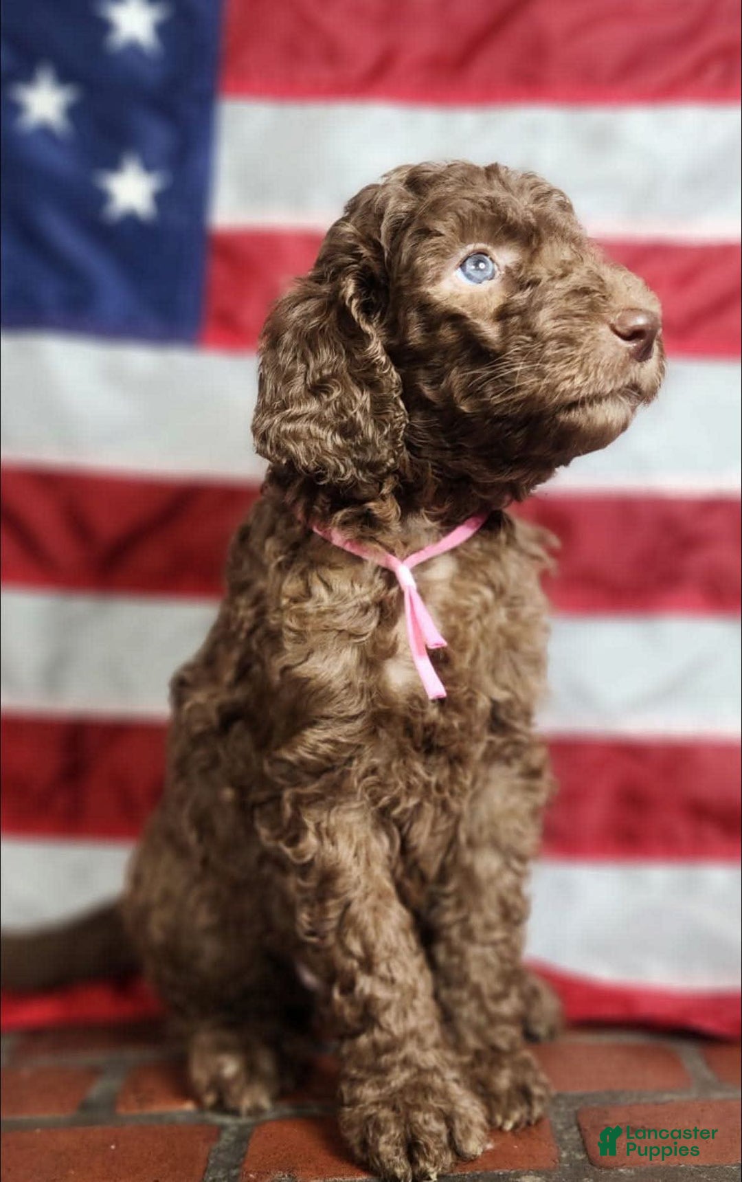 Goldendoodle dogs for sale: Stella - Image 2