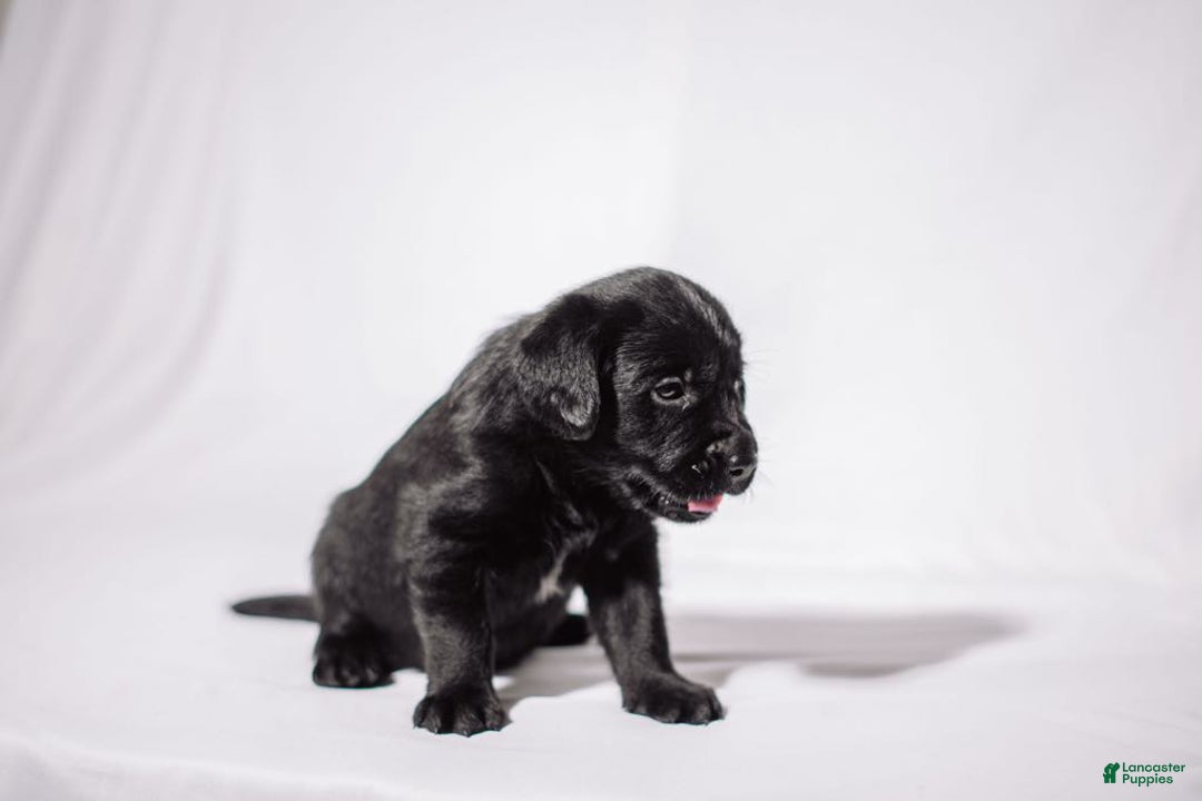 Goldador dogs for sale: Yellow - Image 6