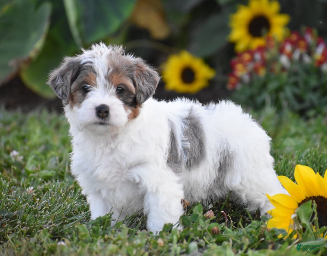 Yorkiepoo dogs for sale: Italian - Image 4