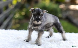 Miniature Schnauzer dogs for sale: Angel - Image 4