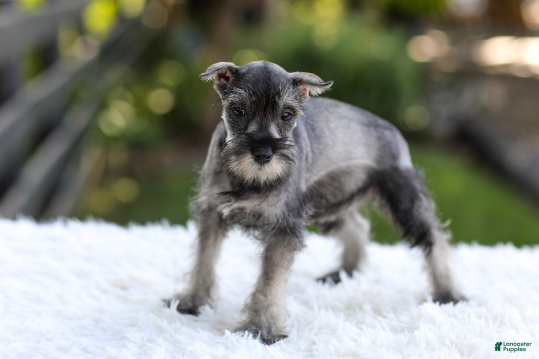 Miniature Schnauzer dogs for sale: Angel - Image 4