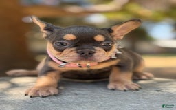 French Bulldog dogs for sale: French Bulldog 4 puppies - Image 2