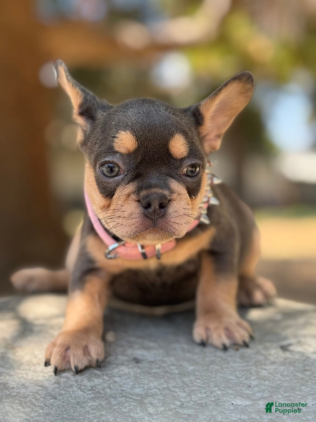 French Bulldog dogs for sale: French Bulldog 4 puppies - Image 2