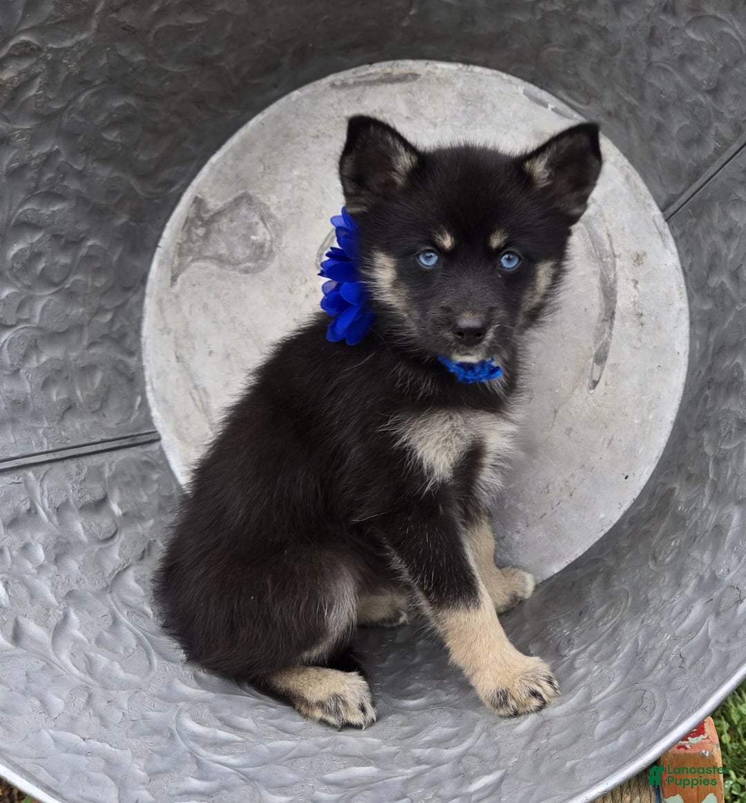 Pomsky dogs for sale: Tammy - Image 5