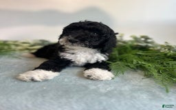 Mini Bernedoodle dogs for sale: Benito - Image 4