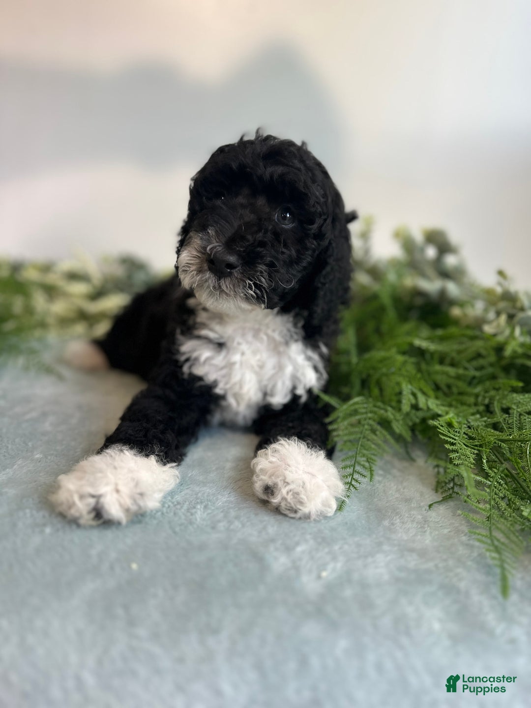 Mini Bernedoodle dogs for sale: Benito - Image 4