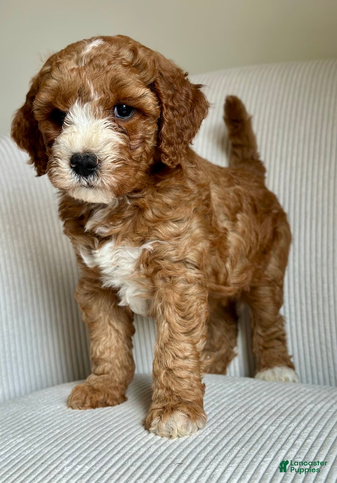 Mini Goldendoodle dogs for sale: Dolly - Image 6