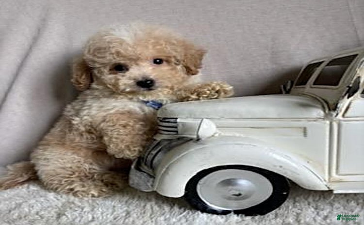 Bichpoo dogs for sale - Ad 5