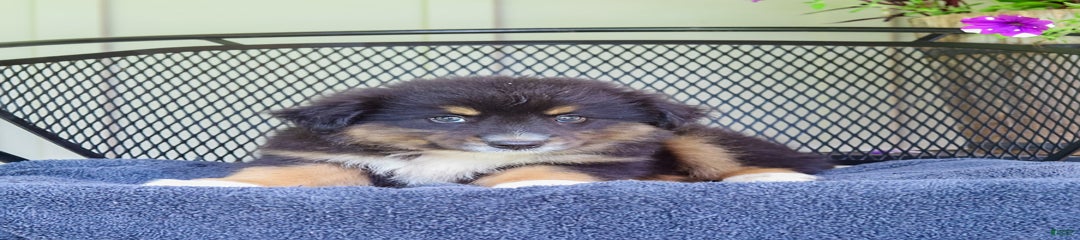Logan