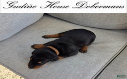 Doberman Pinscher dogs for sale: Orange Collar Female - Image 7