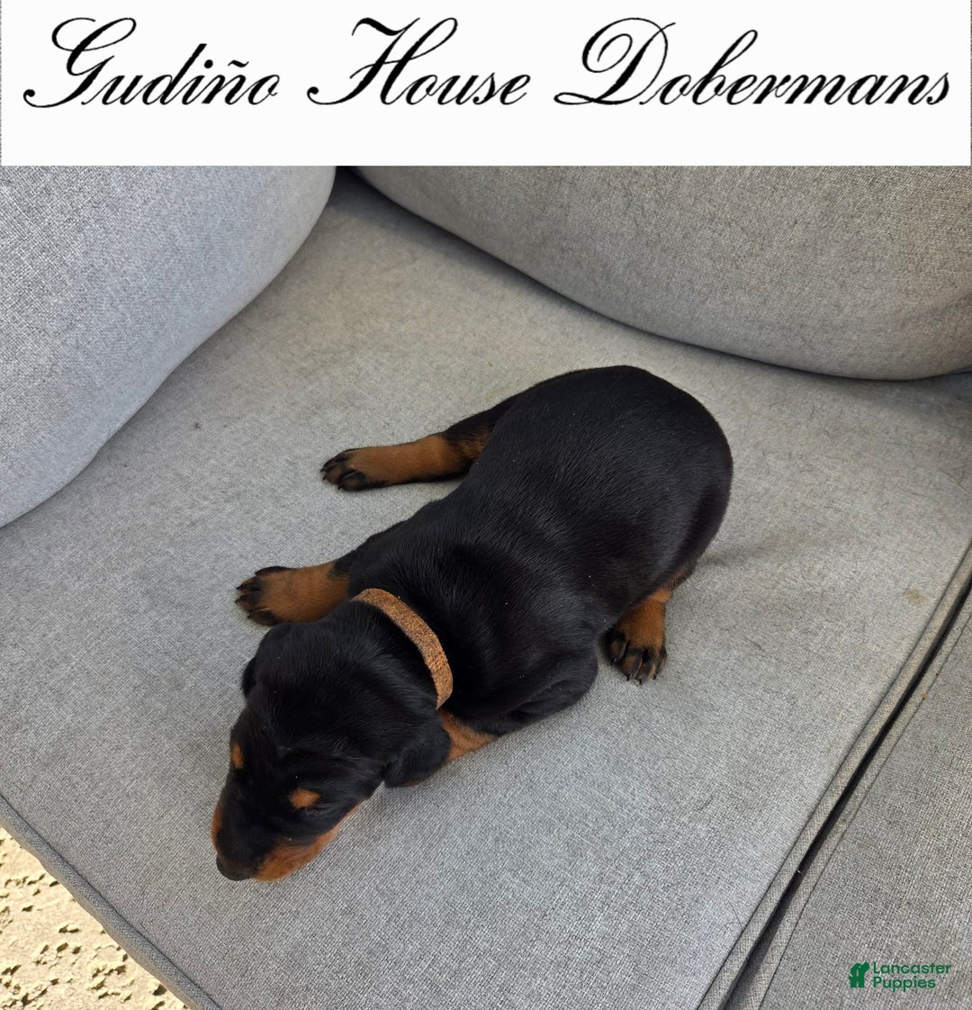 Doberman Pinscher dogs for sale: Orange Collar Female - Image 7
