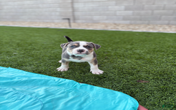 American Bully dogs for sale: Rocky - Image 2