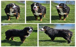 Mini Bernedoodle dogs for sale: Laker - Image 11