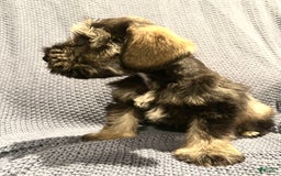 Miniature Schnauzer dogs for sale: Skyland - Image 2