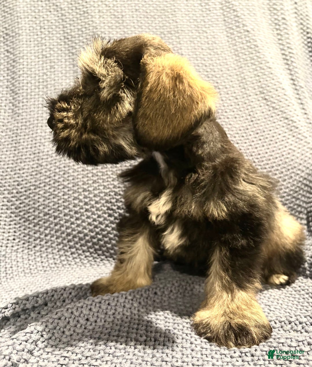 Miniature Schnauzer dogs for sale: Skyland - Image 2
